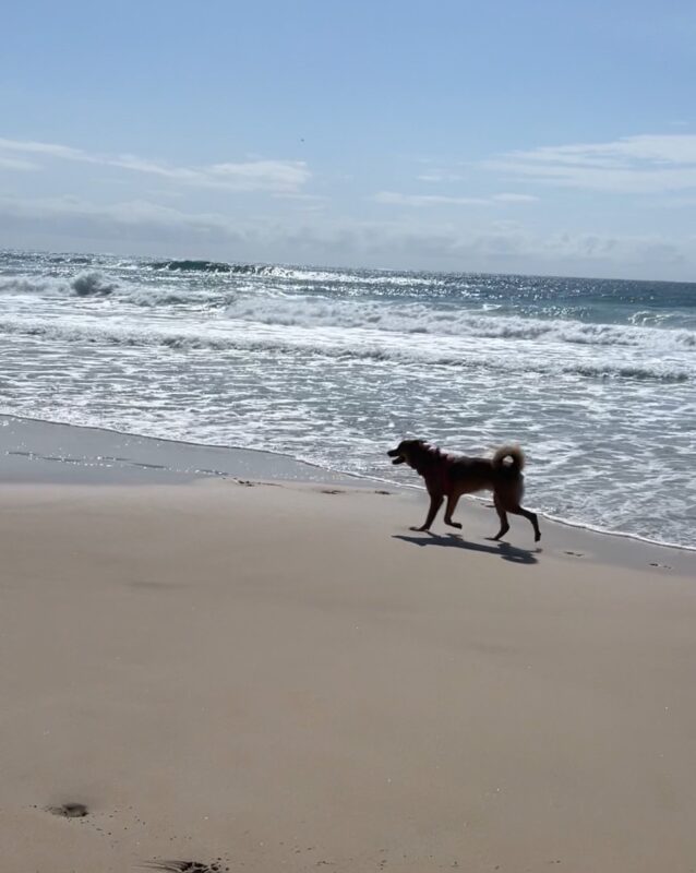 北海道からオーストラリアへ犬1匹を送られたM.C.様より