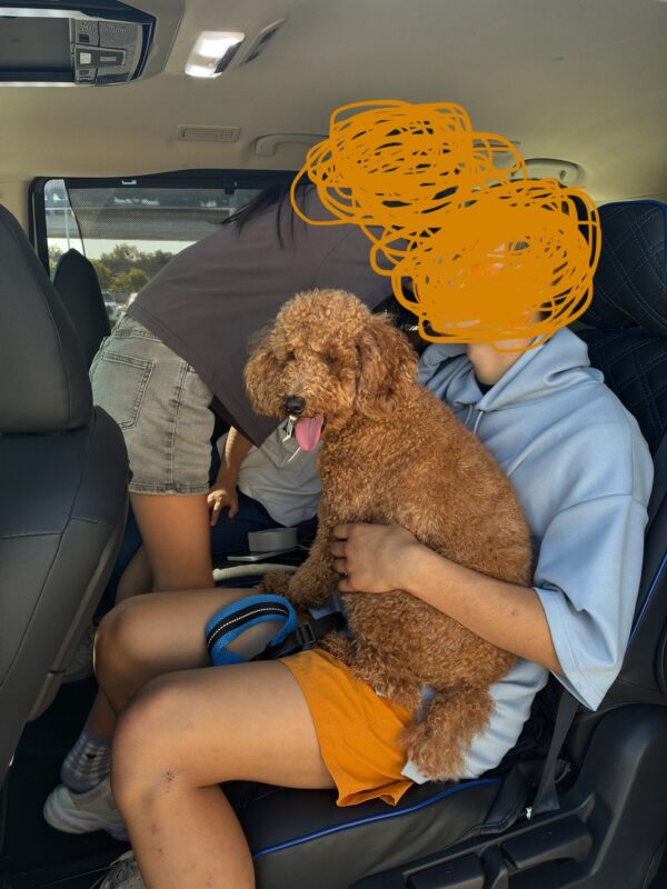 大阪からオーストラリア(ブリスベン)まで犬の輸送をしたA.S.様より
