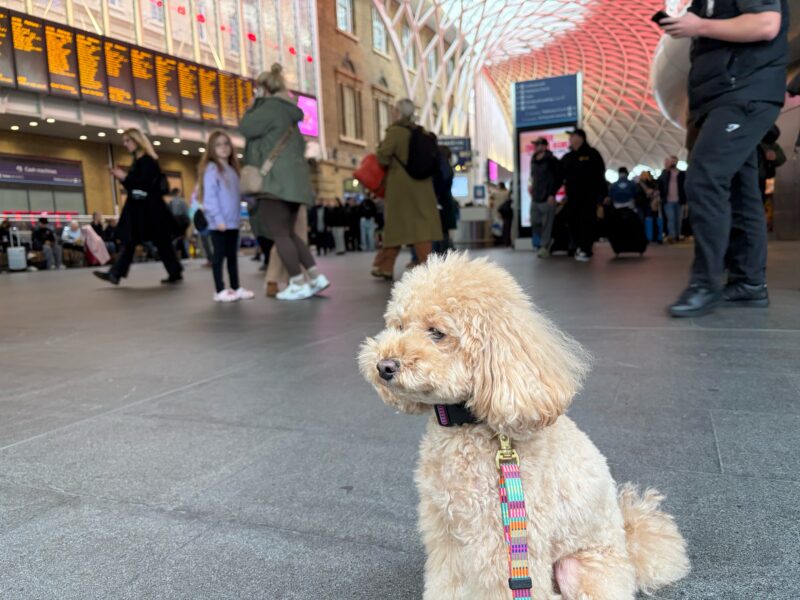 東京からイギリスに犬1頭を輸送したS.T.様より