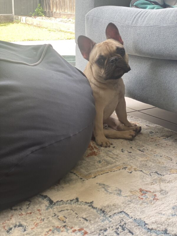 長崎からオーストラリアまで犬の輸送をしたR.M.様より