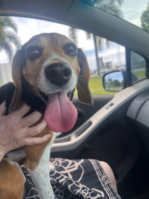 日本からオーストラリアまで犬1頭を輸送したE.M様より