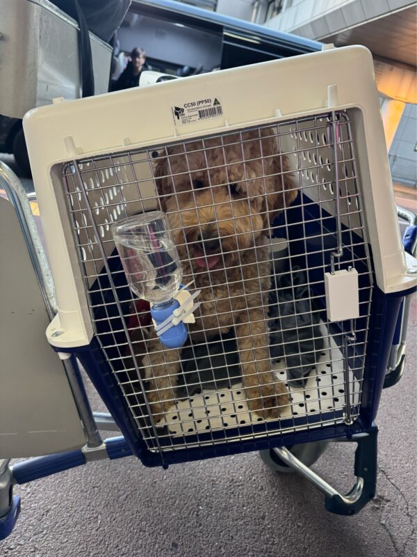 オーストラリアから日本まで犬1頭を輸送したC.H.さまより