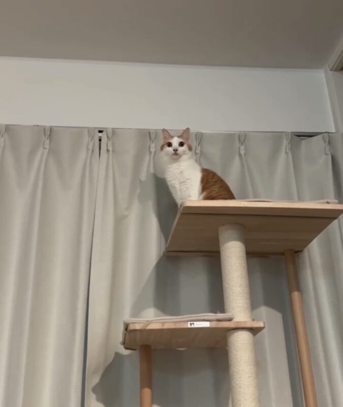 オーストラリアから日本まで猫1匹を輸送したT.K.さまより