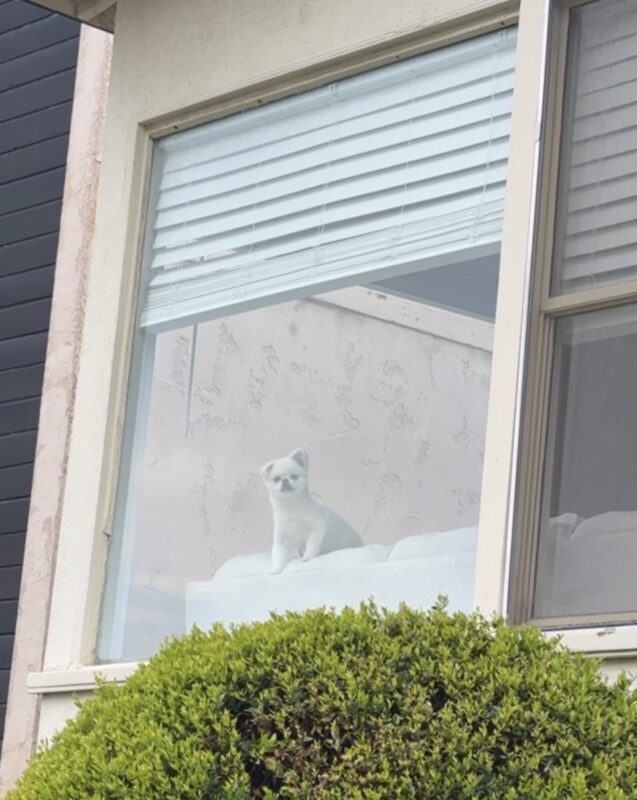 日本からアメリカに犬1頭を追加手荷物で輸送されたM.C.さまからのアンケートをご紹介