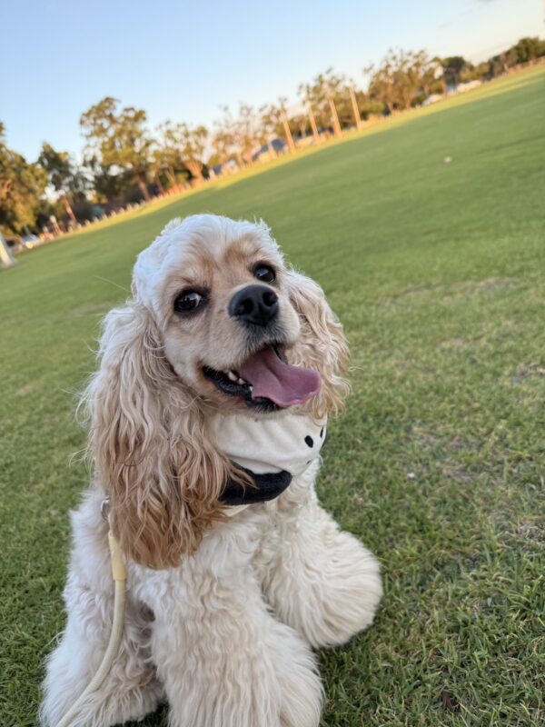 We received a survey response from Mr.P.C., who transported their beloved dog from Japan to Australia.