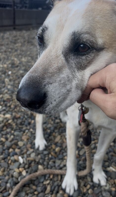 Mr.R.S., who transported one dog from Japan to Australia, has responded to the survey.