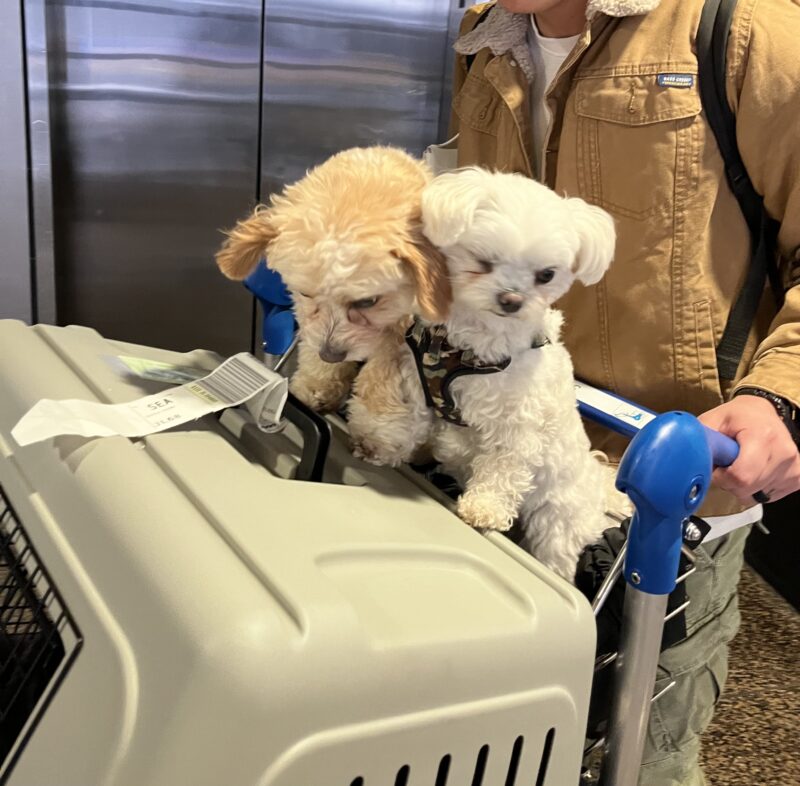 Two Dogs’ Journey from Japan to the U.S.
