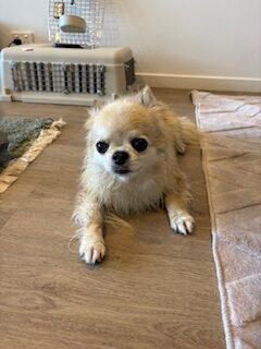 日本からAUに愛犬1頭を輸送したE.K.さまよりアンケートにご協力いただきました。