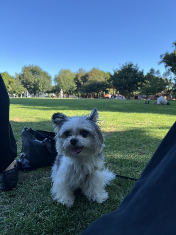 日本からAUに愛犬の輸送をされたお客様の声をご紹介