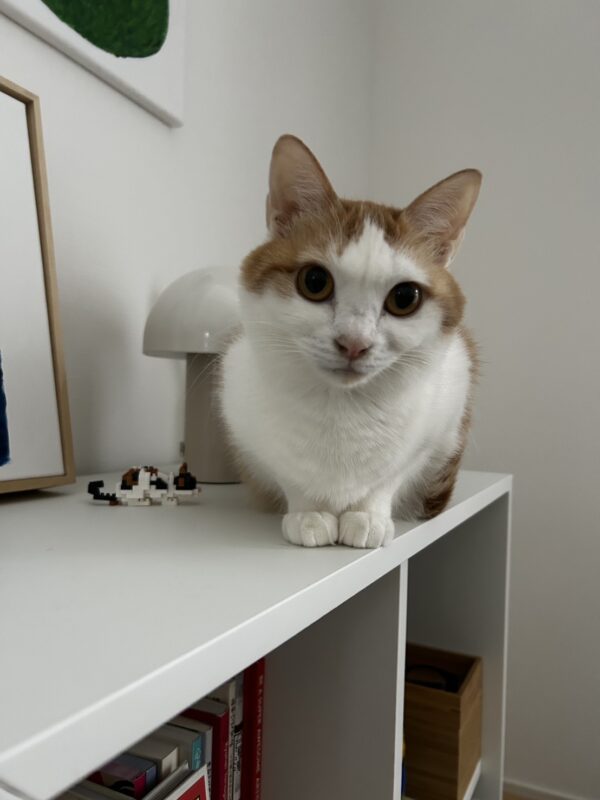 AUから日本に愛猫１頭を輸入したT.T.さまよりアンケートにご協力いただきました