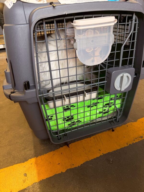 日本からAUに愛猫を輸送した飼い主さんからコメントいただきました。