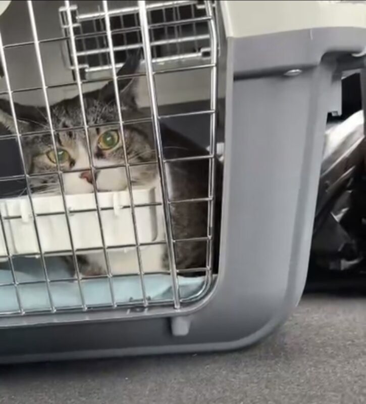 Introducing feedback from Mr. F.M., who transported her beloved cat from Japan to the UK.