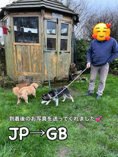 We received a survey response from Mr. T.A., who transported their beloved dog from Japan to the United Kingdom.