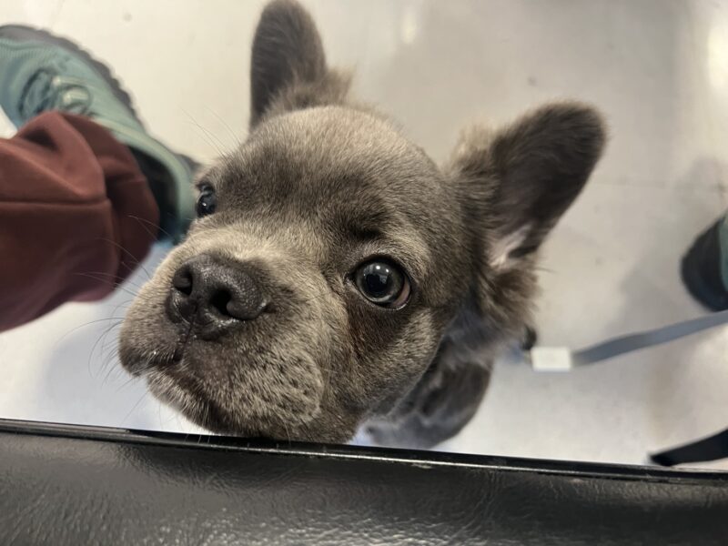 オーストラリアから日本までFrenchBulldogの帰国のサポートをしました。