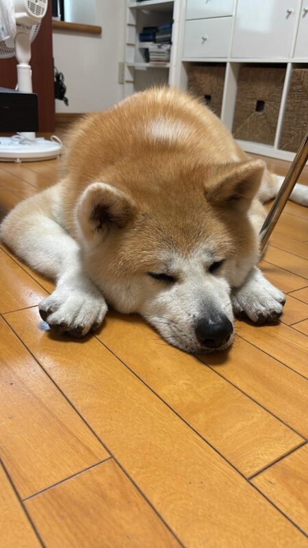 マニラから日本にAkita犬1頭を輸送されたH.S様よりアンケートにご協力いただきました。