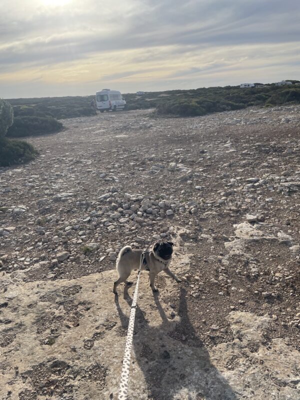 日本からAUにPUG(短頭犬種)を輸送したK.S.さまよりアンケートに協力をいただきました。