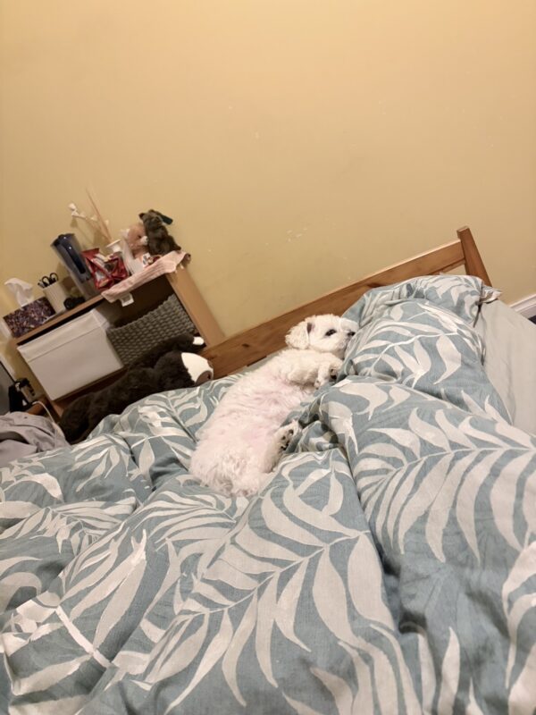 日本からAUに愛犬を輸送した方にY.M.さまにアンケートにご協力いただきました