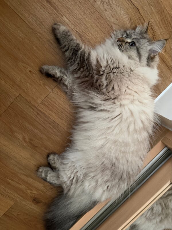 日本からイギリスに猫を輸送したM.J.様にアンケートにご協力いただきました。