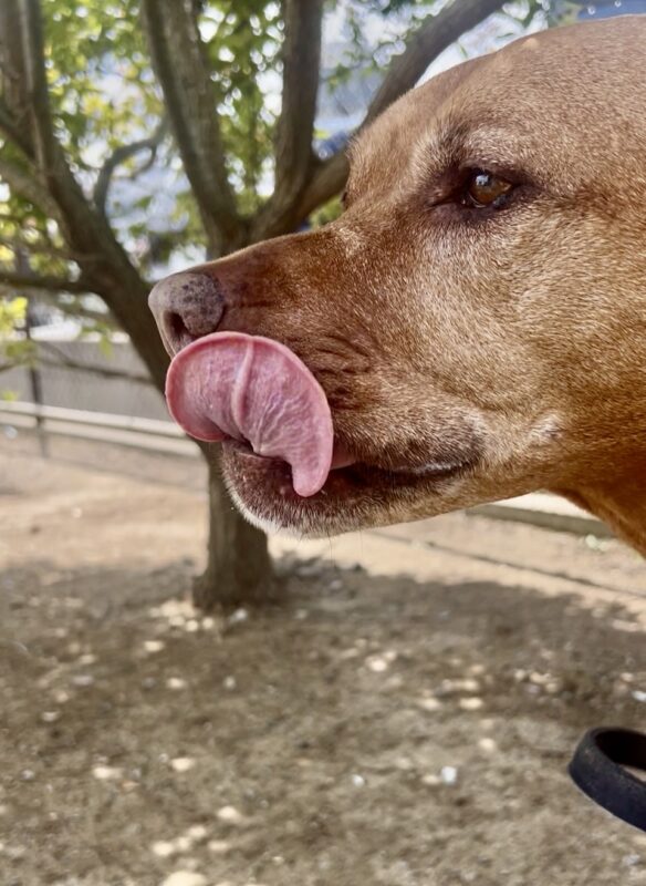 Feedback from Ms. E.R. on Moving Her Dog from Japan to Australia