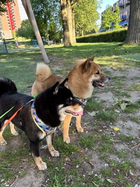 日本からオランダまで愛犬２頭を輸送したお客様の声をご紹介。