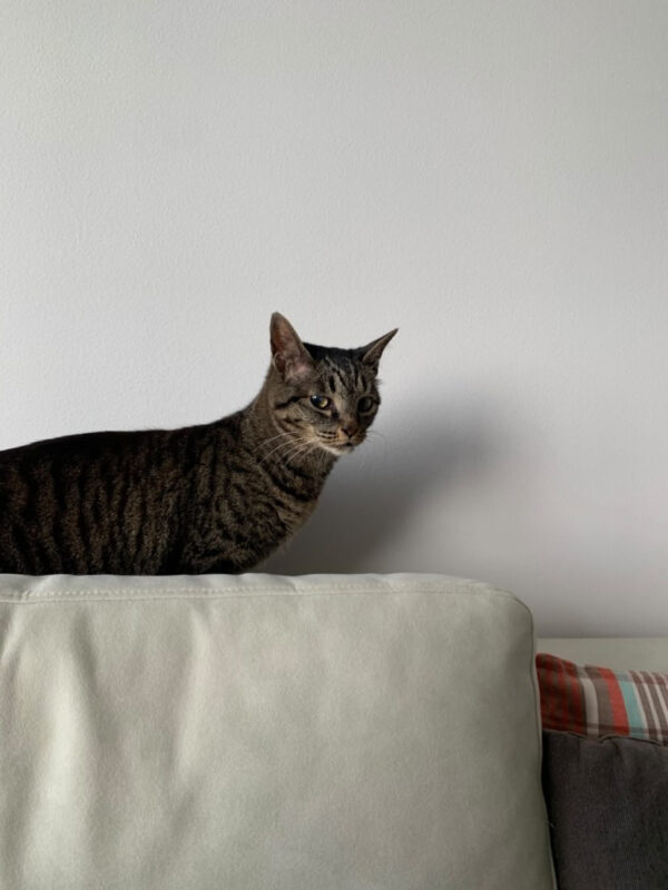 日本からAUに愛猫1頭を輸送したT.T.さまよりコメントをいただきました。