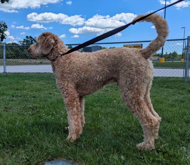 Feedback from Mr.G.G. on Moving His Dog from Japan to USA.
