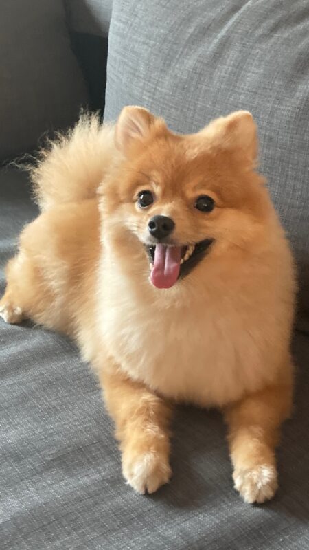 日本からUSに愛犬1頭を輸送したM.K.さまのお客様の声をご紹介