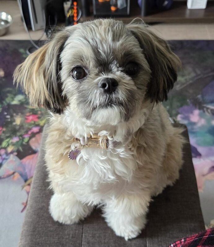 Customer Survey: Transporting One Dog from Japan to the United Kingdom