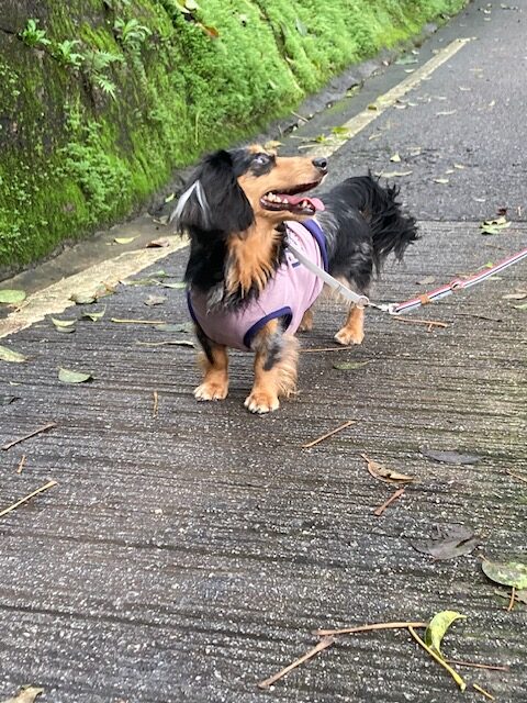 日本から香港に愛犬1頭を輸送されたS.O.さまのコメントをご紹介