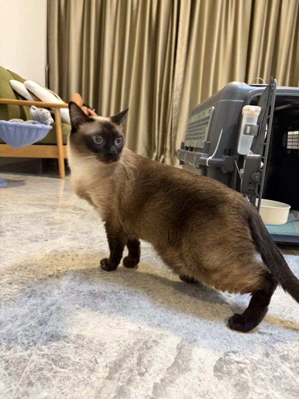 日本からシンガポールに愛猫1頭を輸送したH.S.さまの声をご紹介