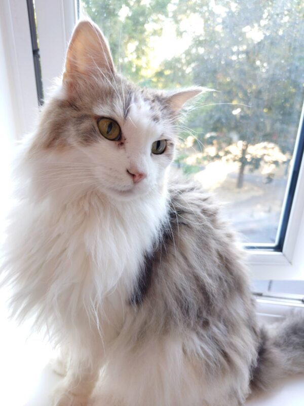 日本からイギリスに愛猫1頭を輸送したM.N.さまより到着後にご連絡をいただきました。