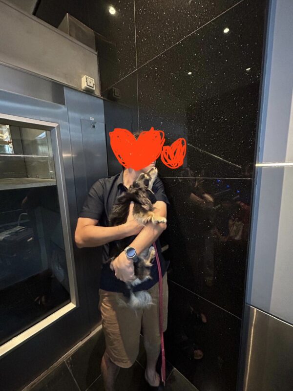 日本からドバイに愛犬1頭を輸送されたY.H.さまよりアンケートにご協力いただきました。