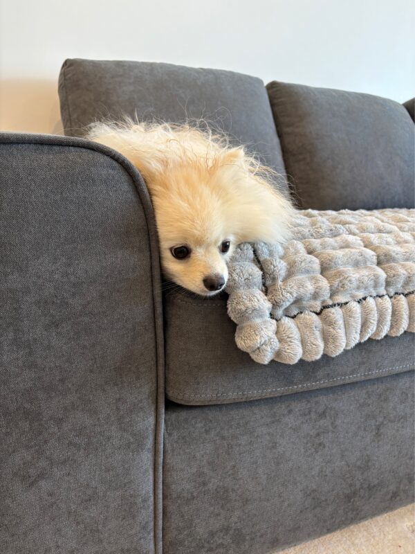 日本からAUに愛犬１頭を輸送されたT.K.さまからコメントをいただきました。