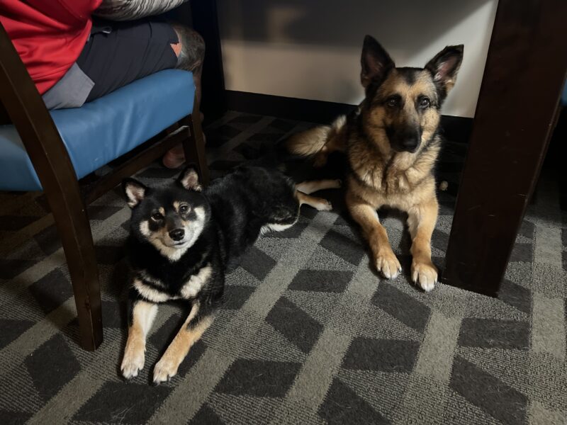 We received a survey response from M.N., who relocated one dog from Japan to the United States.