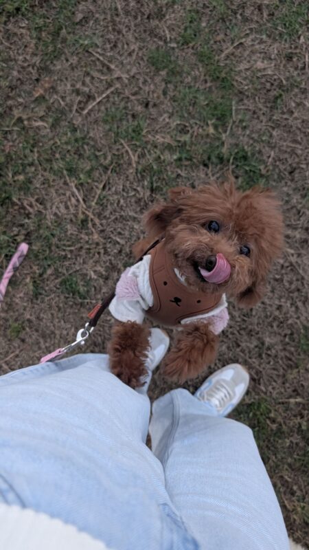 We received a survey response from T.K., who transported one dog from Japan to Australia with our assistance.