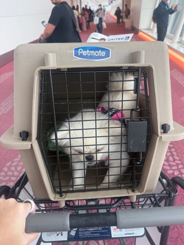 Introducing a customer survey from M.C., who imported their beloved dog from the United States to Japan.