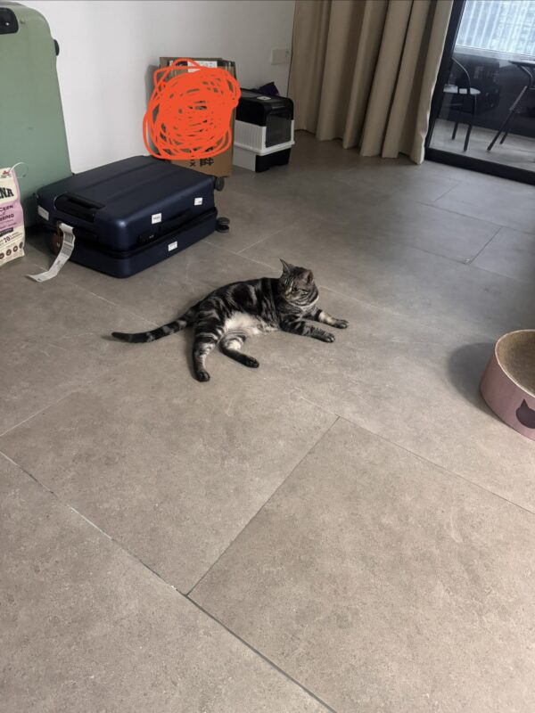 日本からシンガポールに愛猫1頭を輸送したR.K.さまからいただいたコメントをご紹介