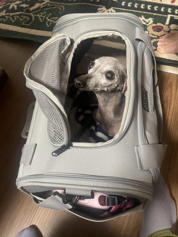 日本からUSに追加手荷物で愛犬を輸送したH.M.さまよりコメントをいただきました。