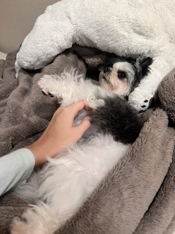 AUから日本に愛犬を輸送したL.T.さまよりメッセージをいただきました。