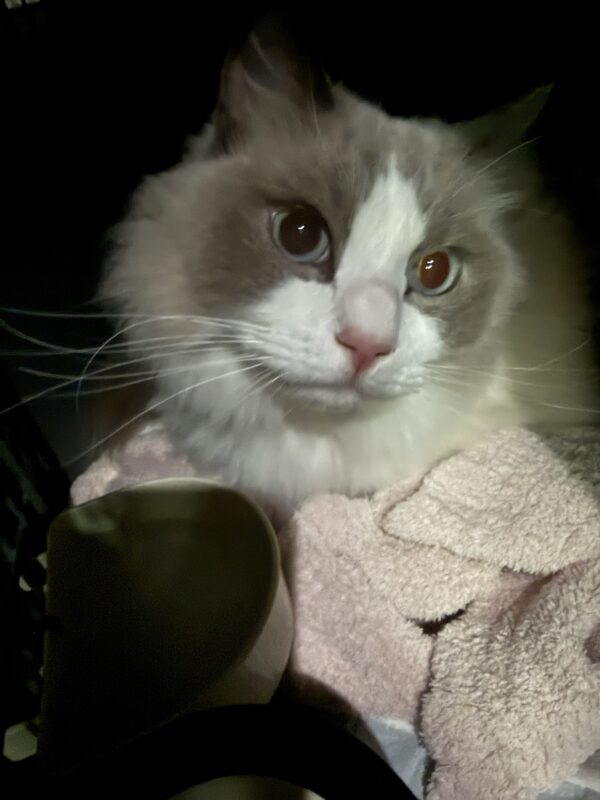 日本からAUに愛猫1頭を輸送したC.H.さまにアンケートにご協力いただきました。
