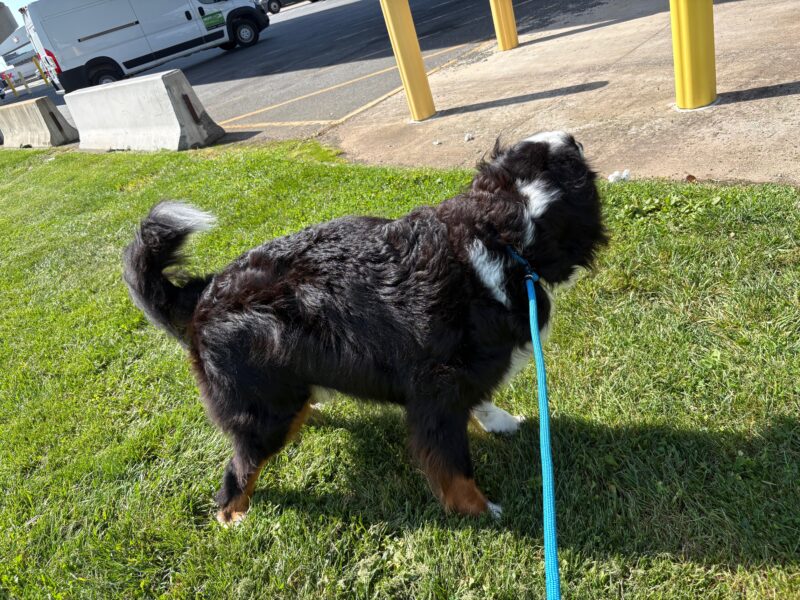 日本からアメリカに愛犬2頭を輸送したいY.F.さまからコメントをいただきました。