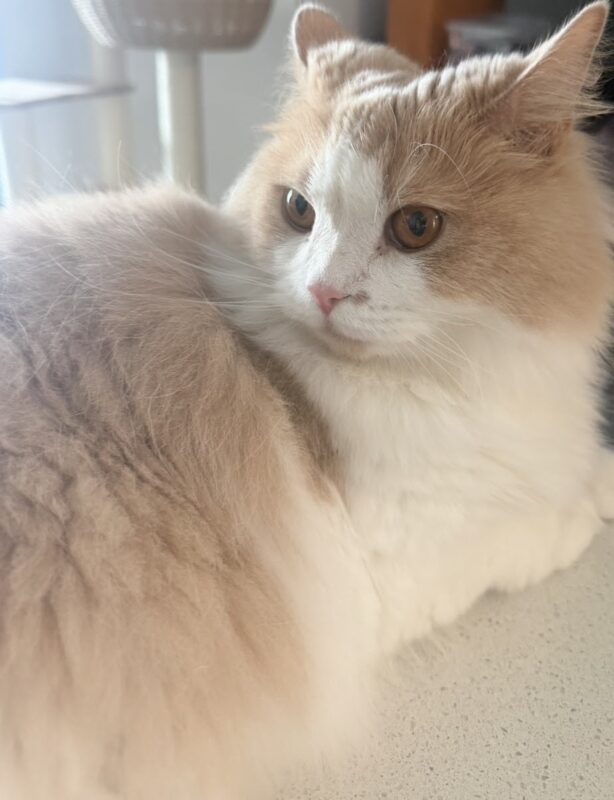 日本からカナダに猫を輸送したK.I.さまのコメントをご紹介